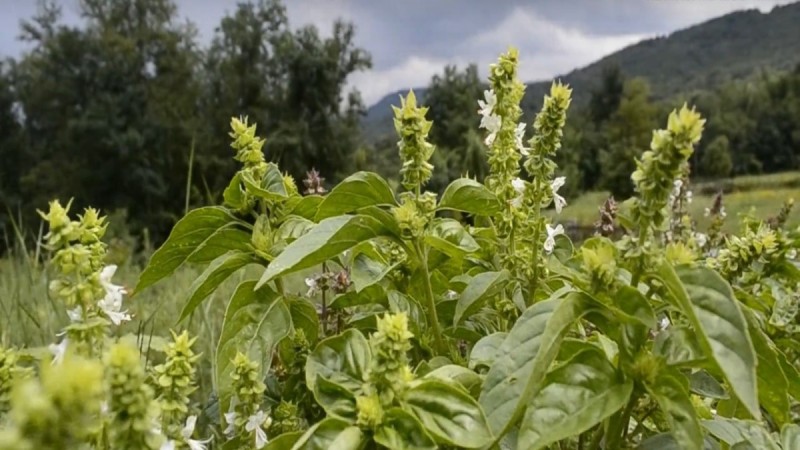 Busuiocul ca remediu natural pentru trup și suflet