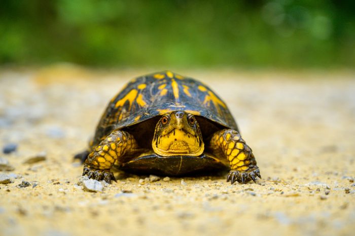 Cele mai bune si adorabile animale de companie pentru copii si familii