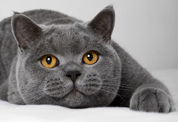 Cele mai frumoase rase de pisici din lume