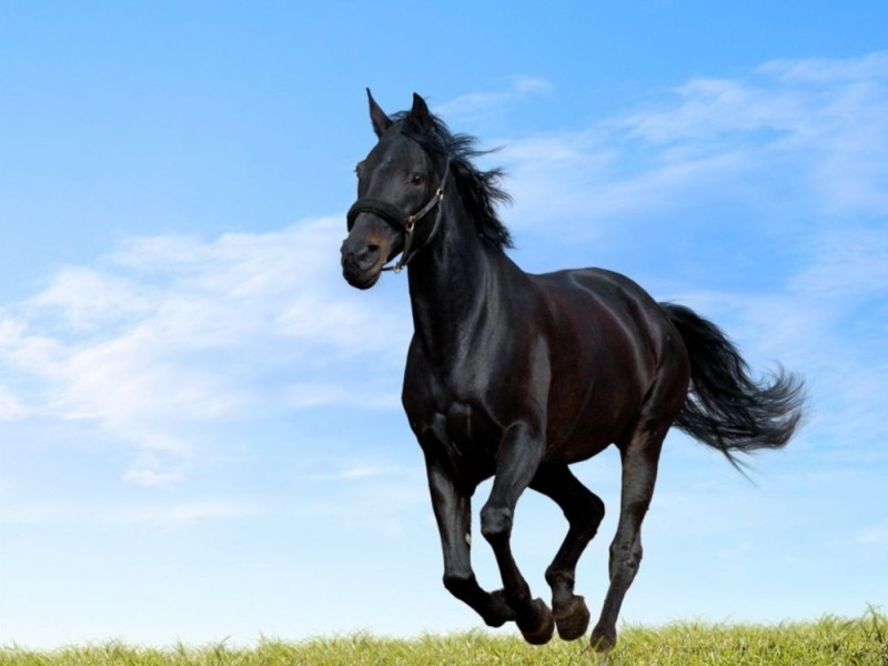 Cele mai populare si renumite rase de cai din lume