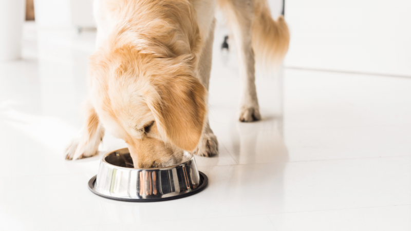 Este hrana umedă potrivită pentru câinii cu alergii sau sensibilități?