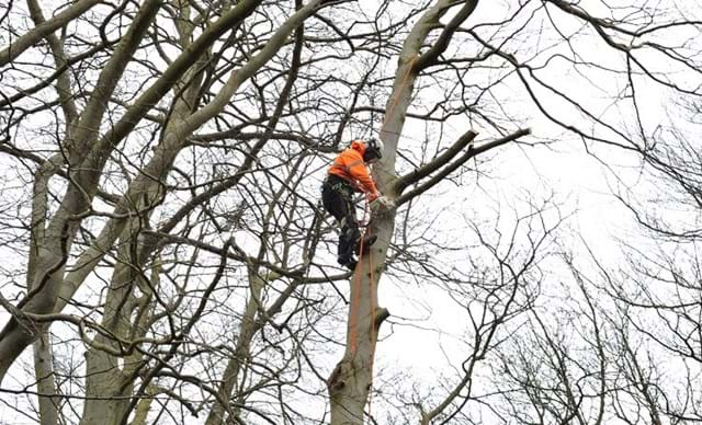 Taieri Arbori periculosi - o necesitate in oras?