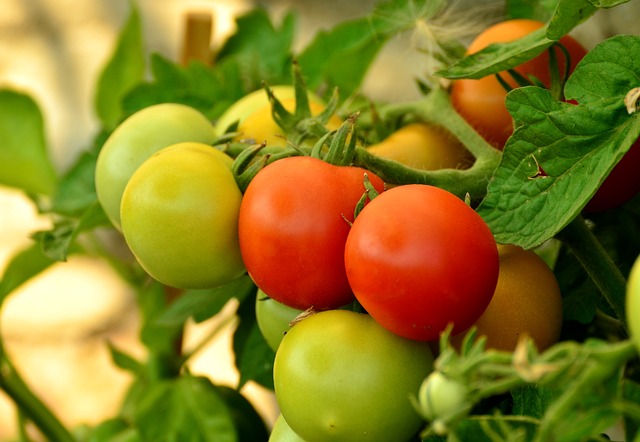 Tuta Absoluta la Tomate: Amenințarea Necunoscută și Remedii Naturale Eficiente
